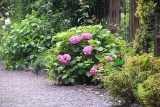 Kwiaty z bolestraszyckiego ogrodu