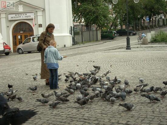 zwierzta domowe i dzikie