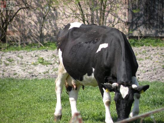 Krowa