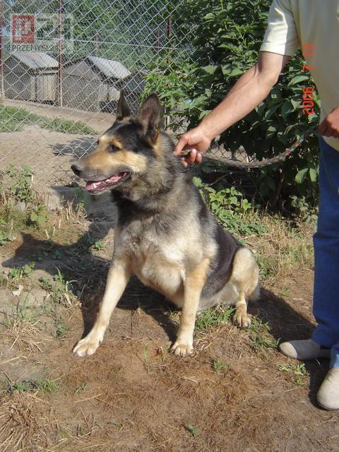 Berni