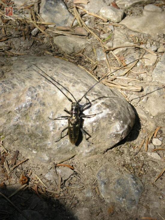 Prosiecka Dolina