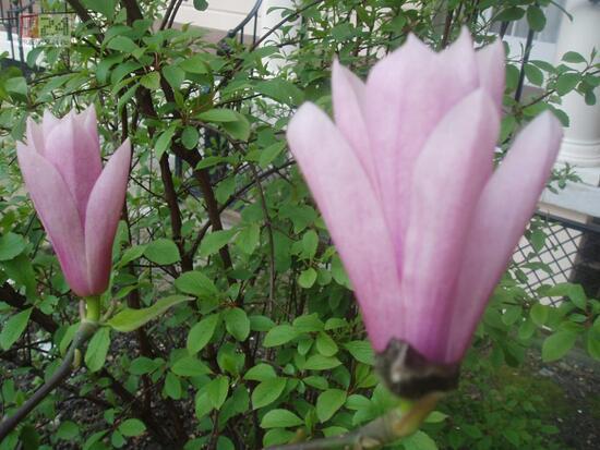 Wiosna 2006 kwiecien