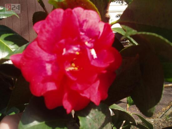 Wiosna 2006 kwiecien