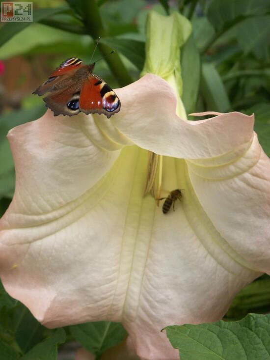 Datura