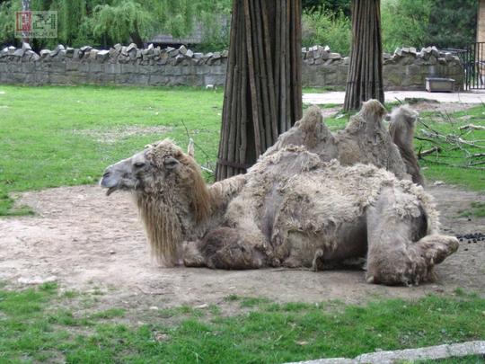 wielbdy z Krakowskiego zoo