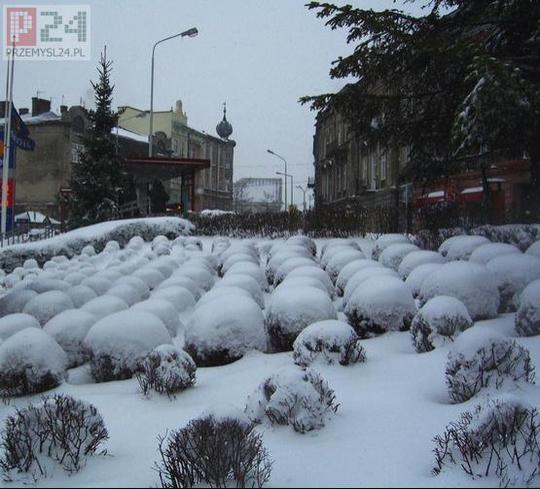 niegowe  babeczki z lukrem... 