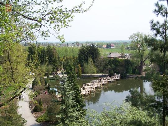 Bolestraszyce