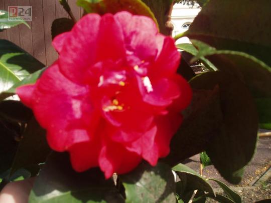 Wiosna 2006 kwiecien