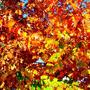 kolory jesieni
